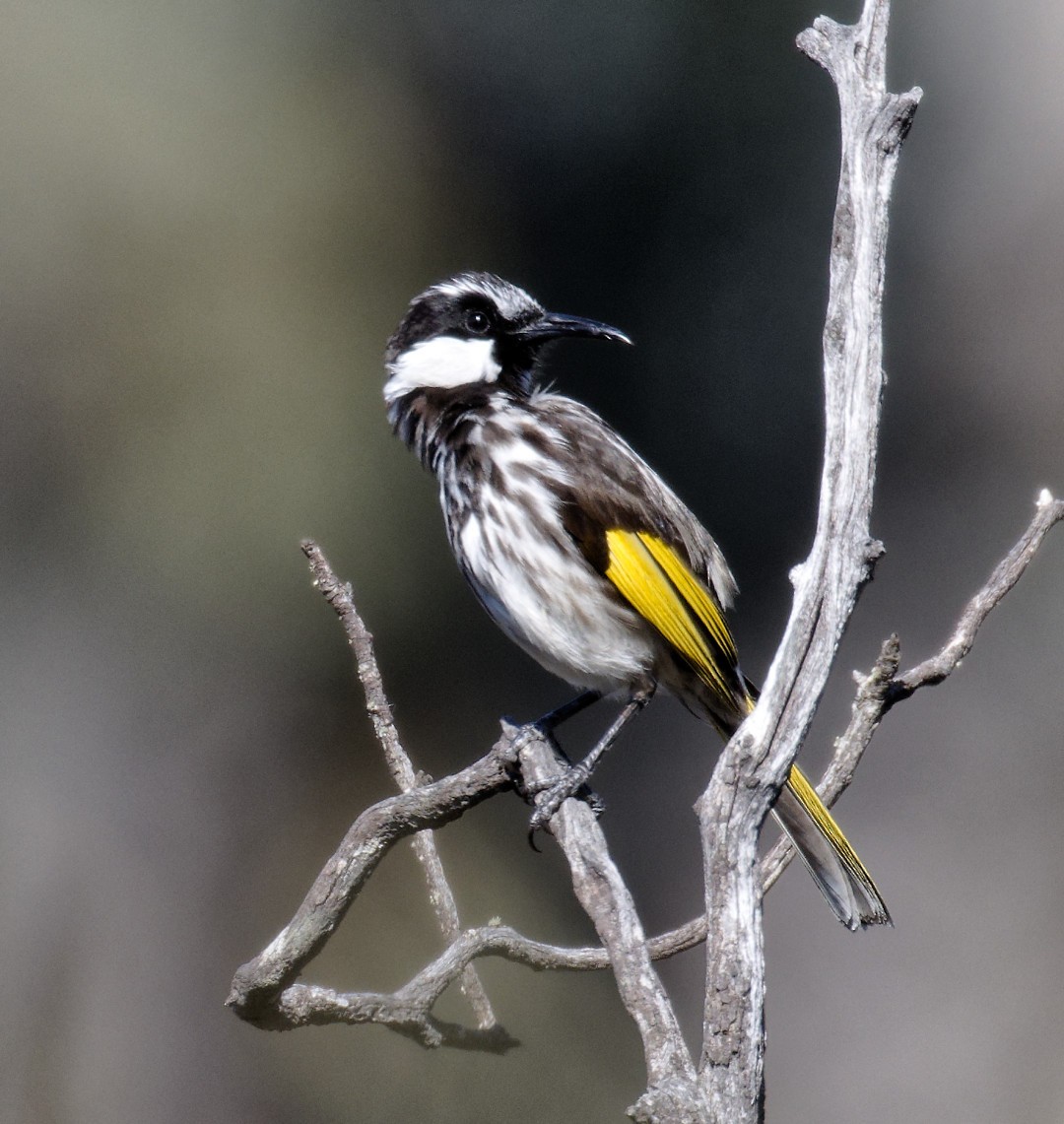 White-cheeked Honeyeater - ML626874356