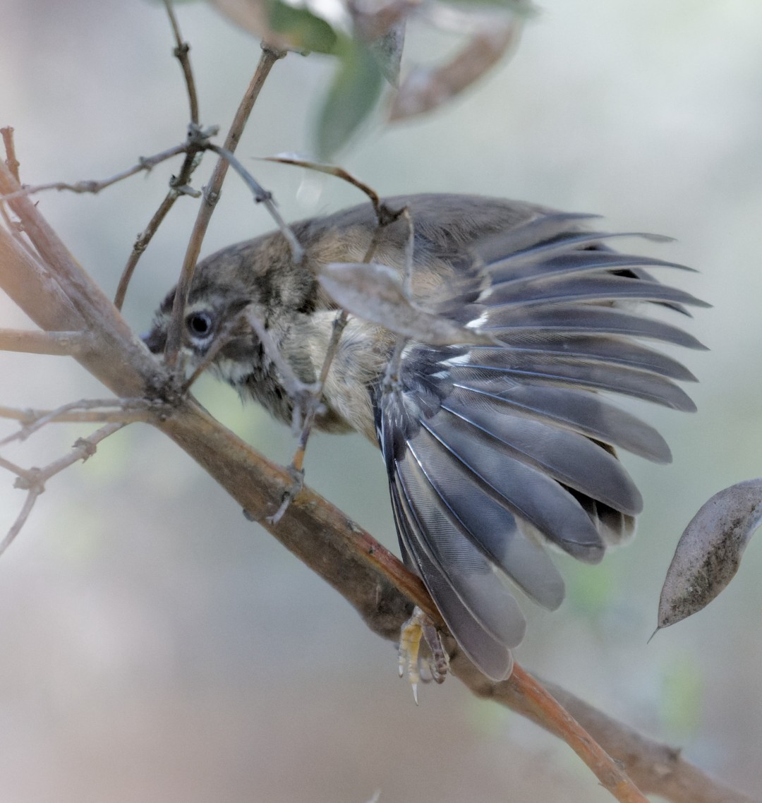 Spotted Scrubwren - ML626874361