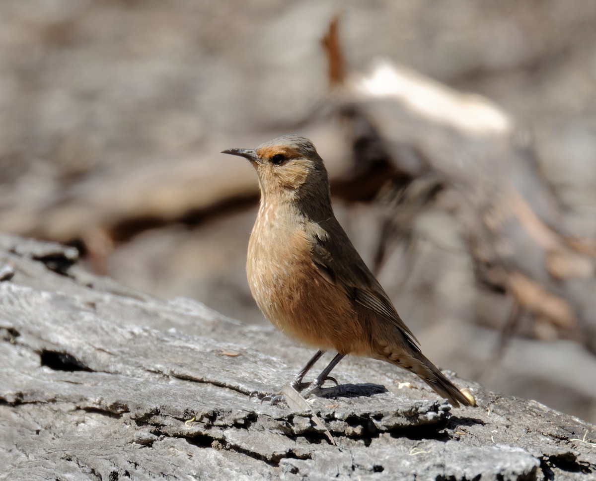 Rufous Treecreeper - ML626874377