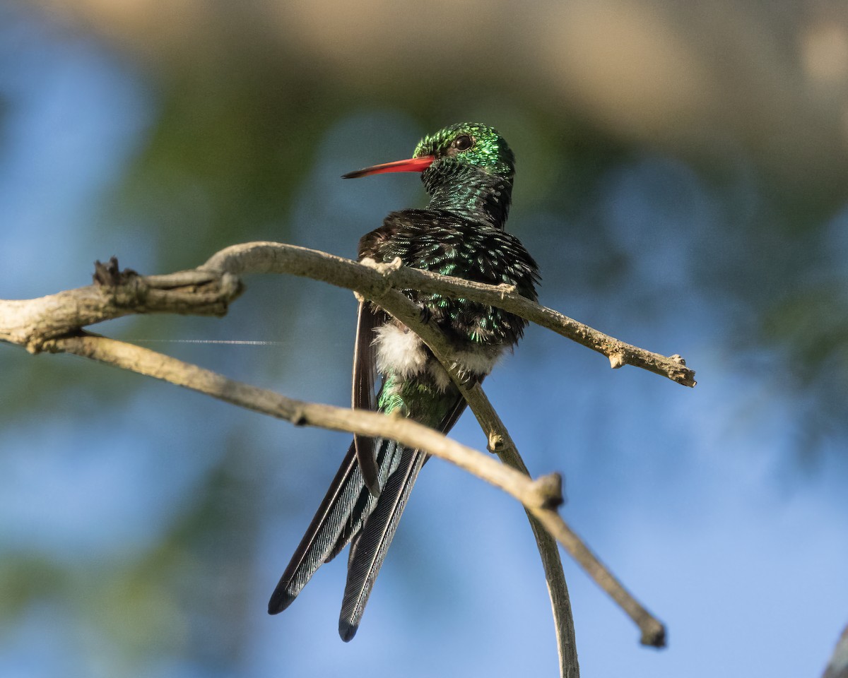 Cozumel Emerald - ML626874484