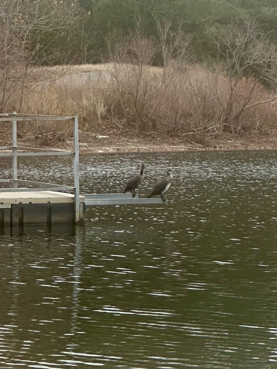 Great Cormorant - ML626874489
