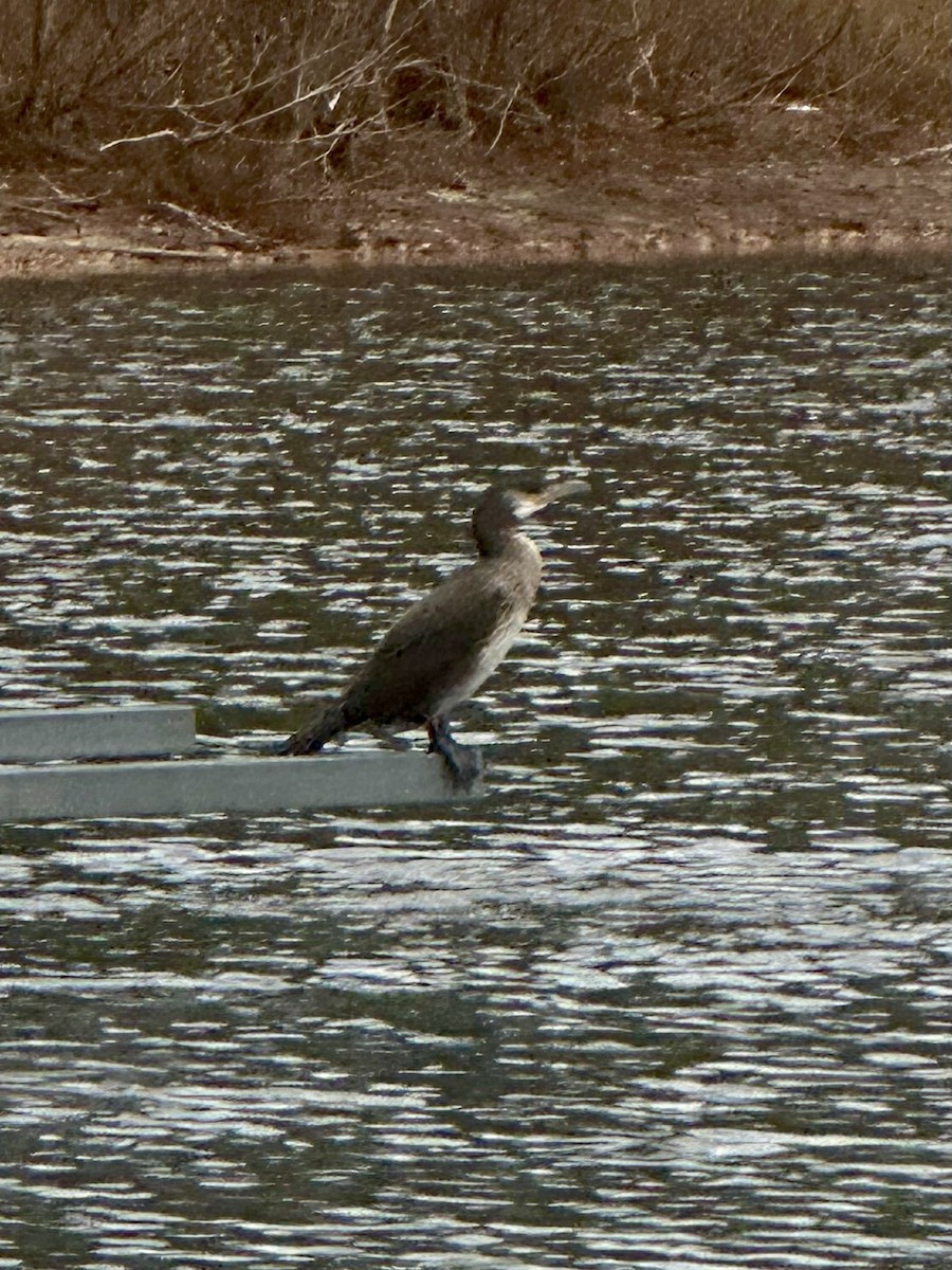 Great Cormorant - ML626874490