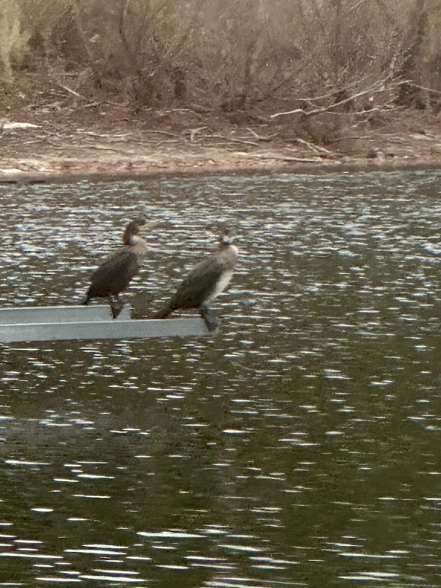 Great Cormorant - ML626874492