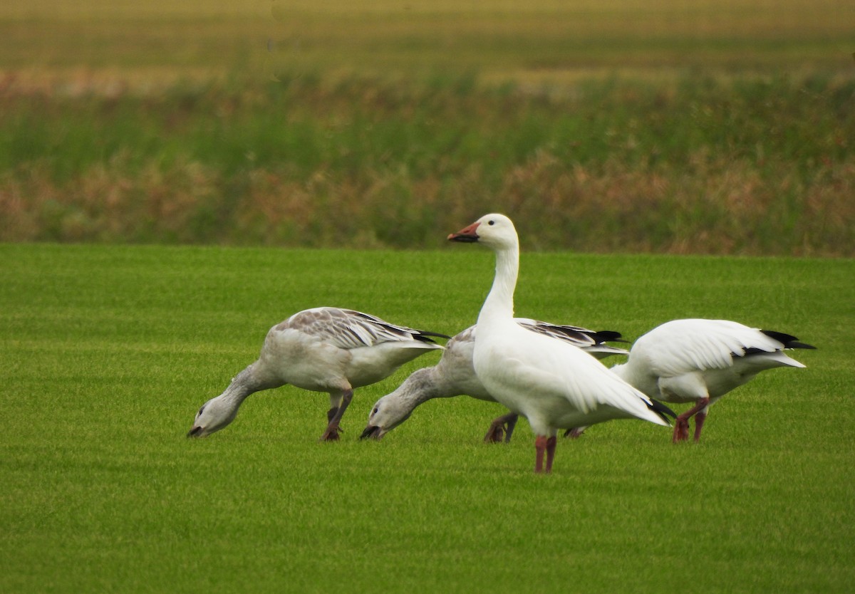 eBird Checklist - 29 Nov 2024 - Avon Park Cut Off Rd. sod fields and ...