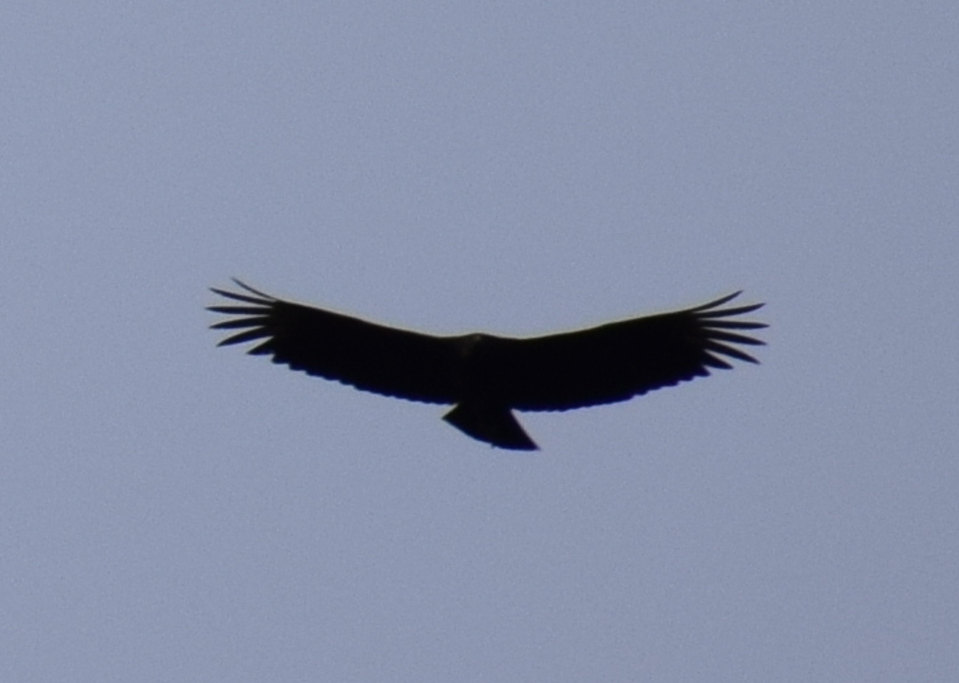 Karga Akbabası - ML626874899