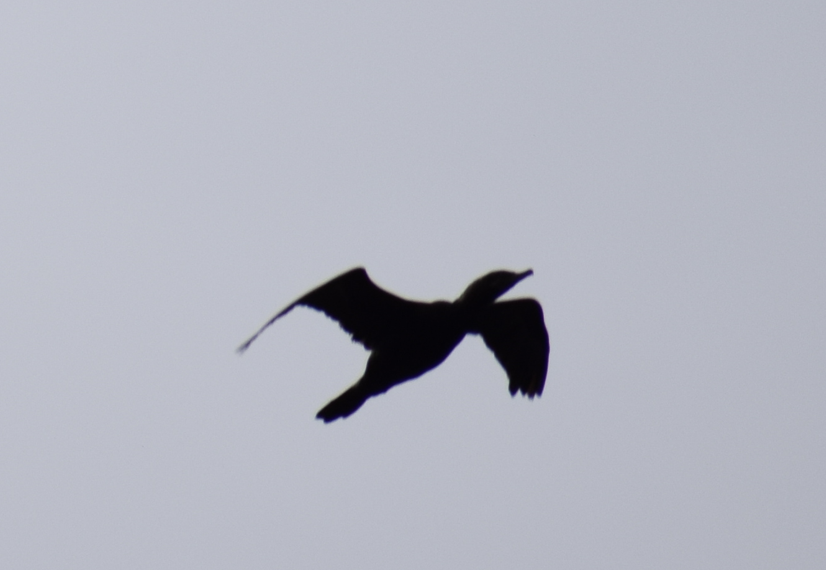 Neotropikal Karabatak - ML626874956