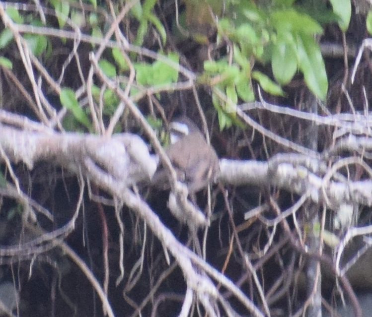 Araukarya Sinklotu - ML626875163