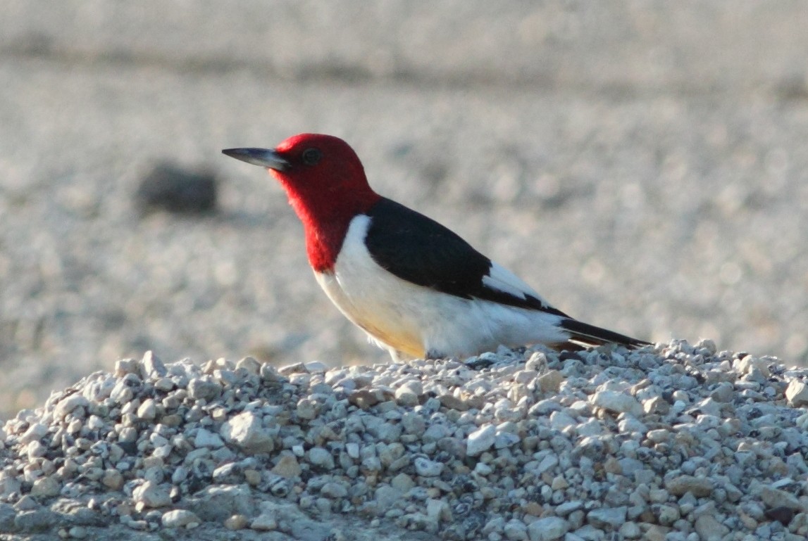 Red-headed Woodpecker - ML62687521