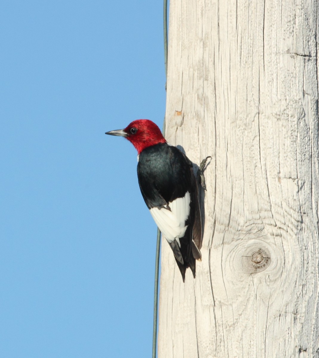 Red-headed Woodpecker - ML62687531