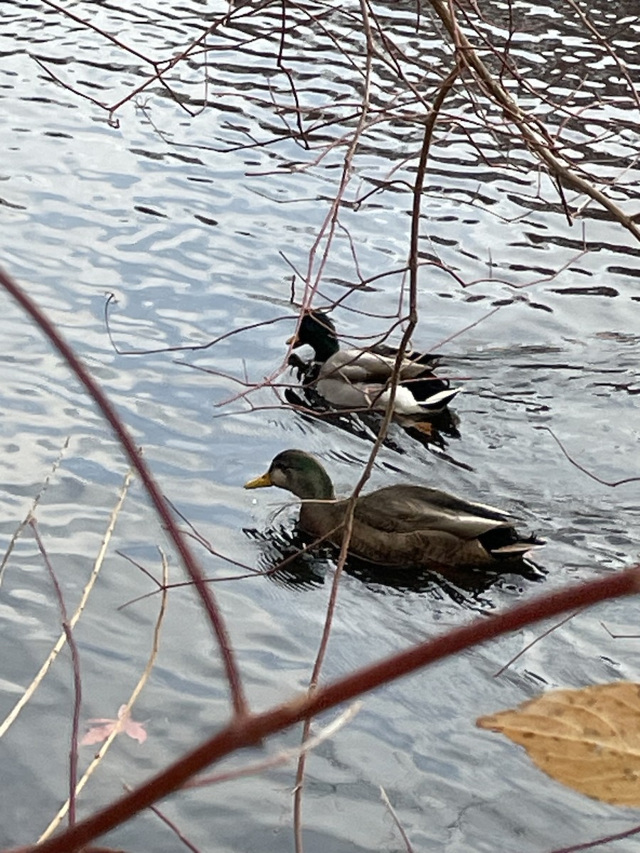 duck sp. - ML626875543