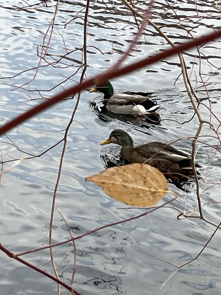 duck sp. - ML626875544