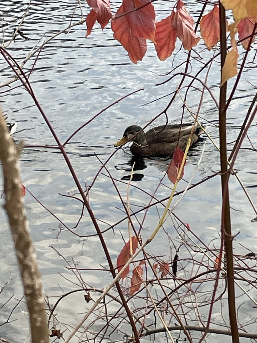 duck sp. - ML626875545