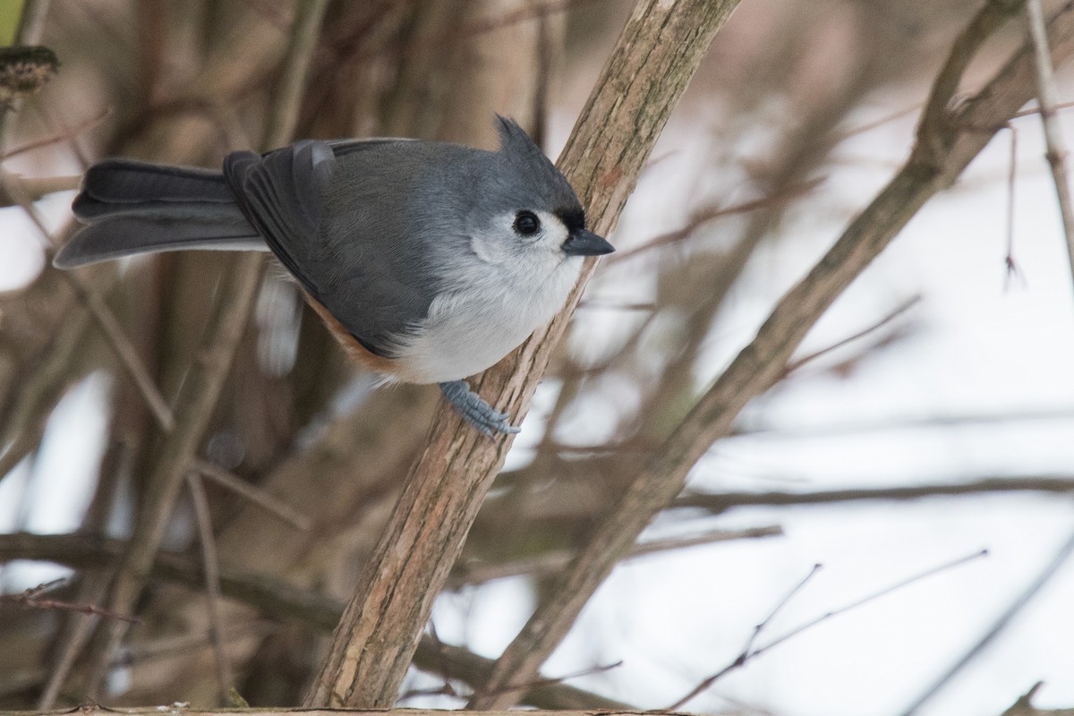 Tufted Titmouse - ML626875549