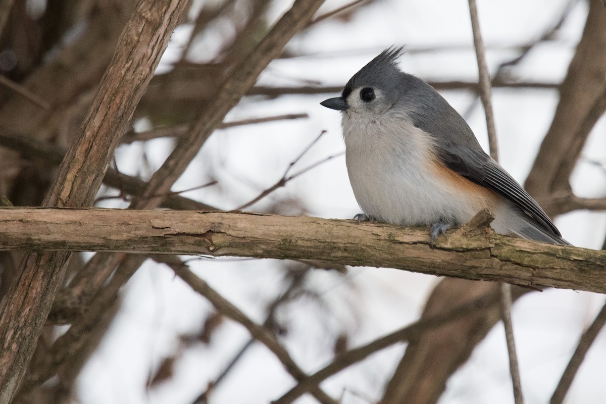 Tufted Titmouse - ML626875552