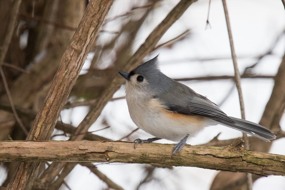 Tufted Titmouse - ML626875553