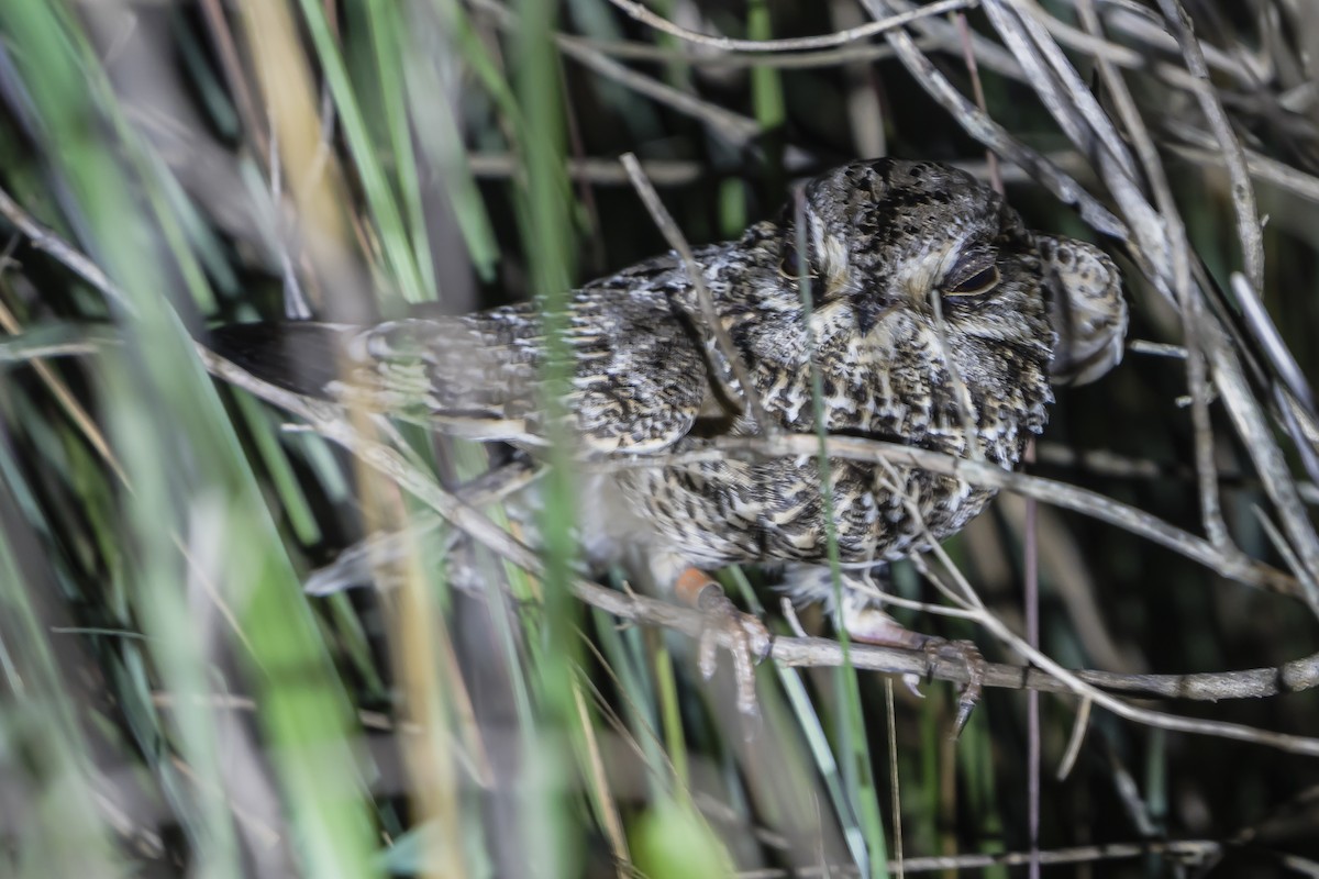 Sickle-winged Nightjar - ML626875562