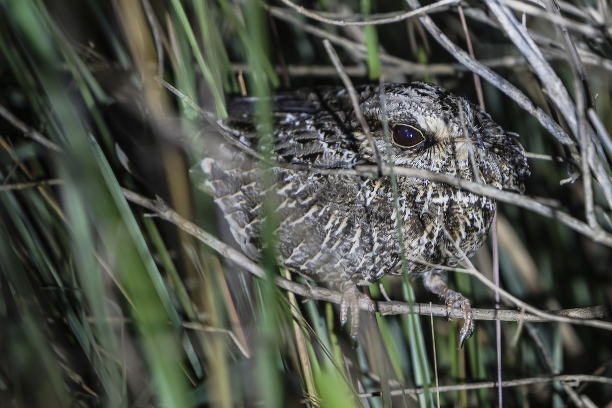 Sickle-winged Nightjar - ML626875563
