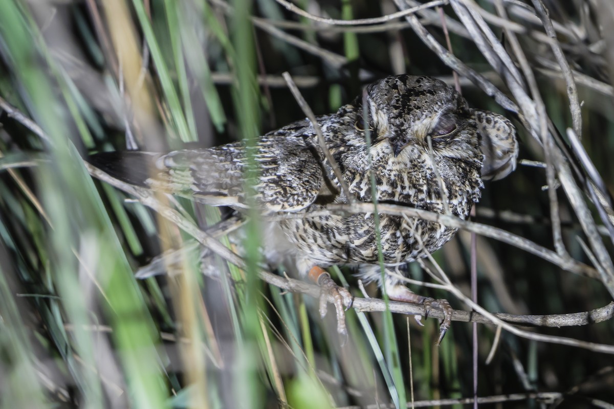 Sickle-winged Nightjar - ML626875564