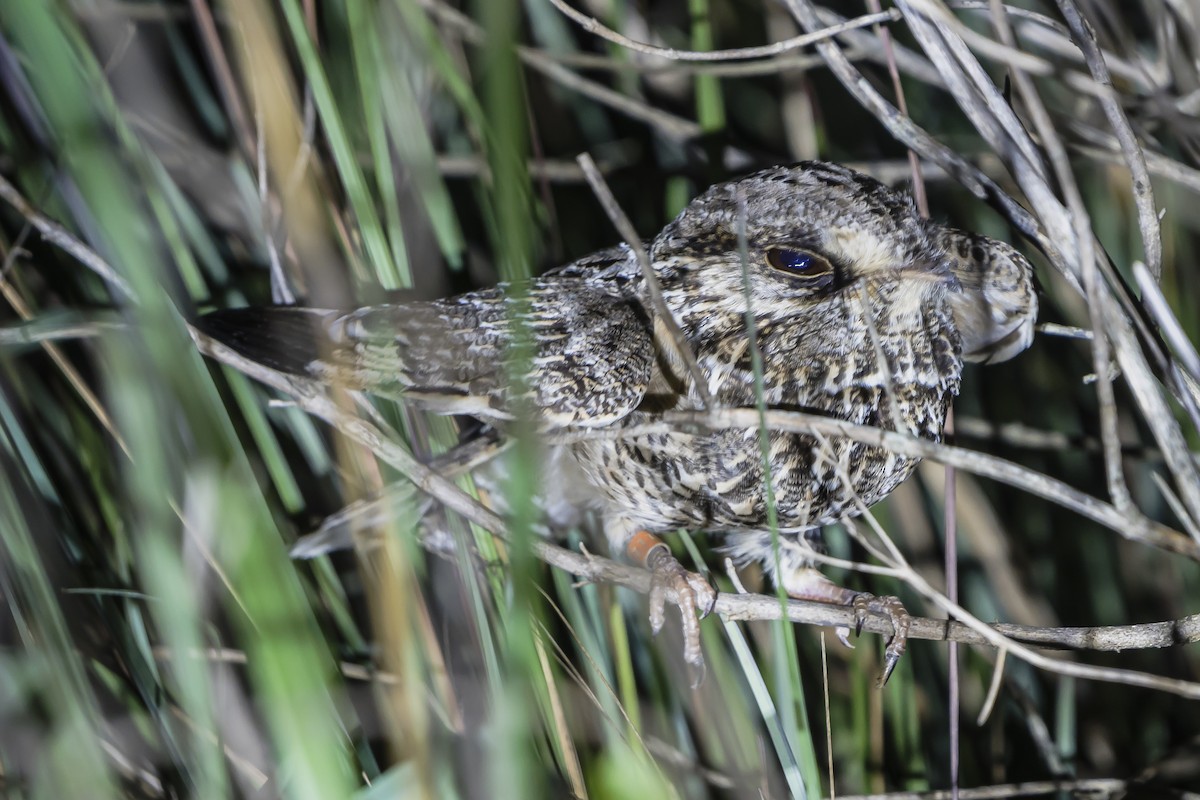 Sickle-winged Nightjar - ML626875565