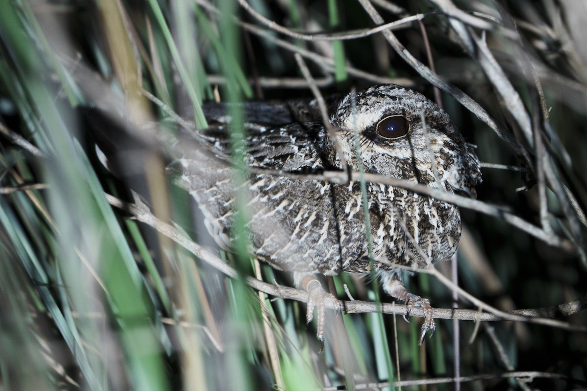 Sickle-winged Nightjar - ML626875567