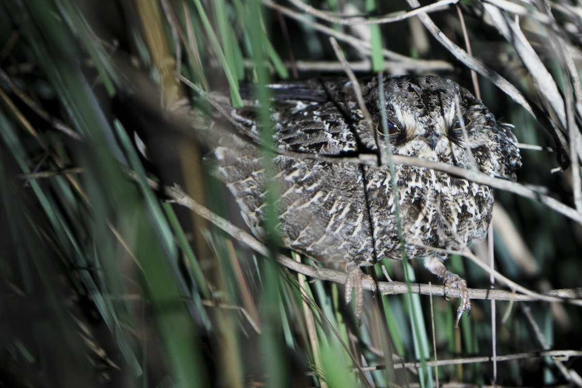 Sickle-winged Nightjar - ML626875568