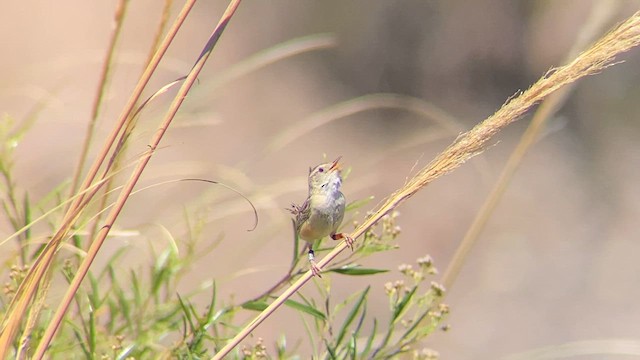 Grass Wren - ML626875601