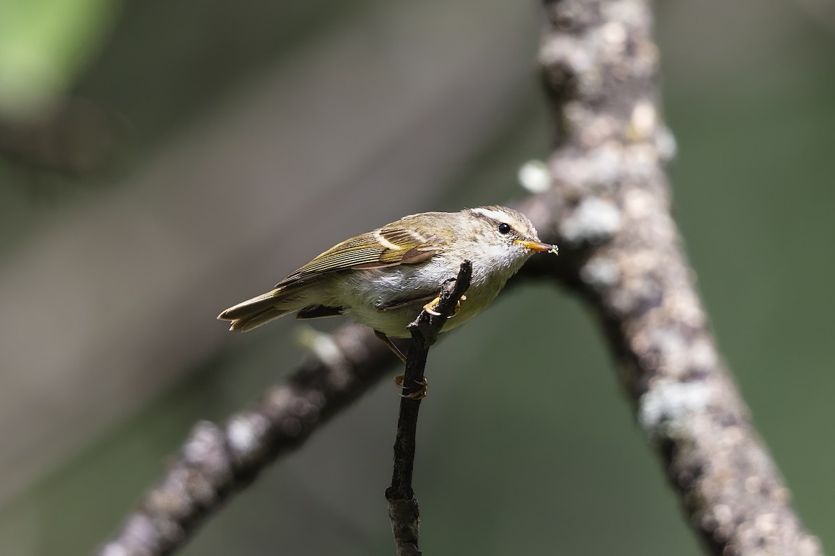 ウンナンムシクイ - ML626875775
