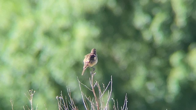 Spectacled Tyrant - ML626875852