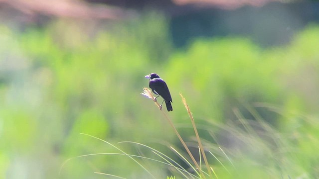 Spectacled Tyrant - ML626875853