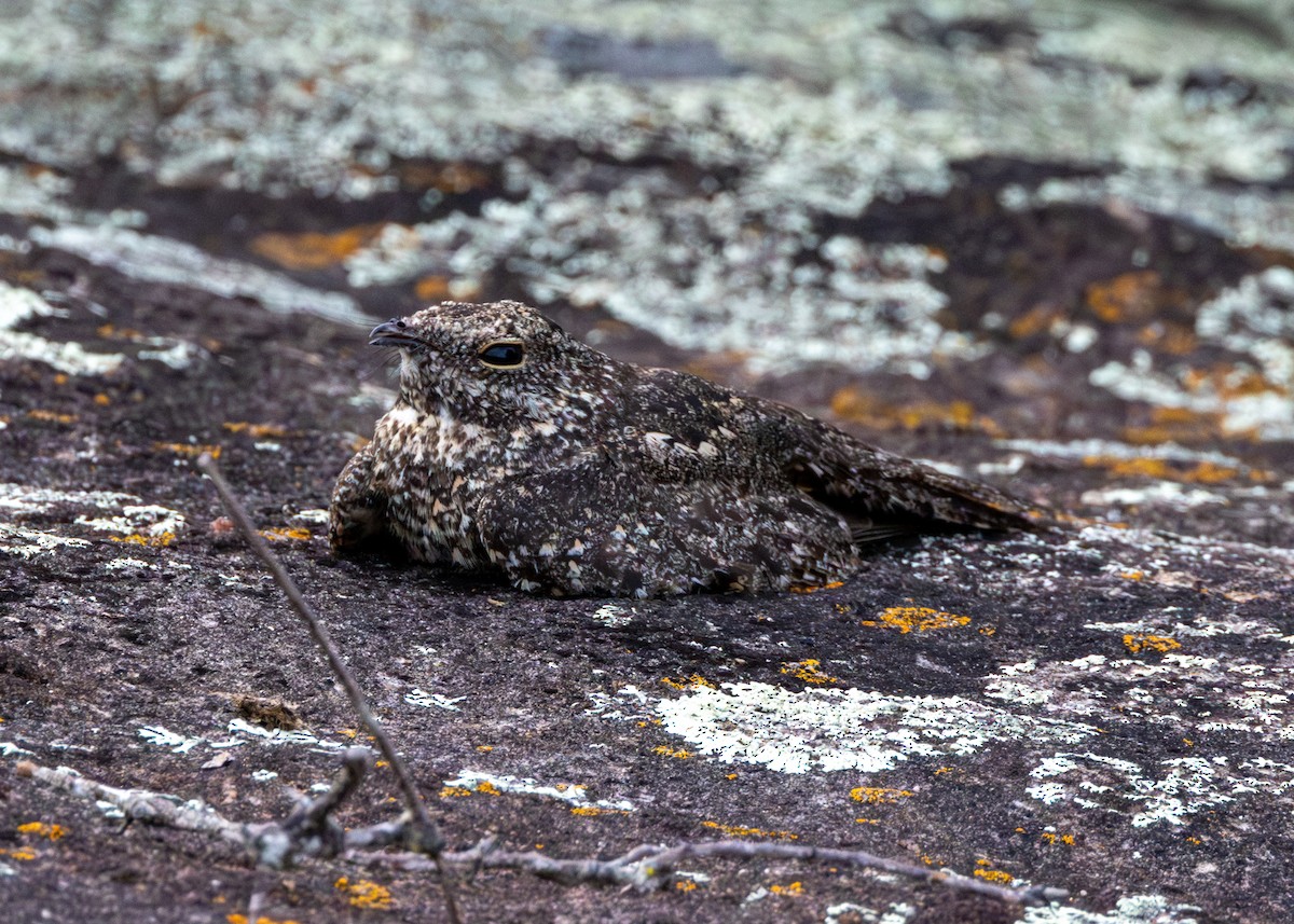 Pygmy Nightjar - ML626875980