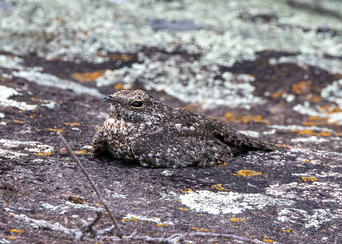 Pygmy Nightjar - ML626875981