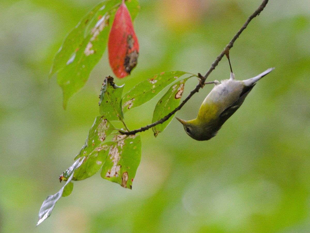 Northern Parula - ML626876123