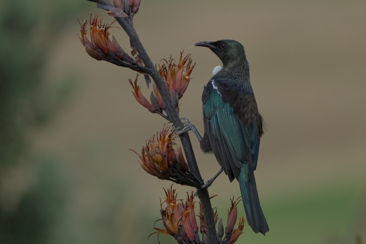 Tui - ML626876323