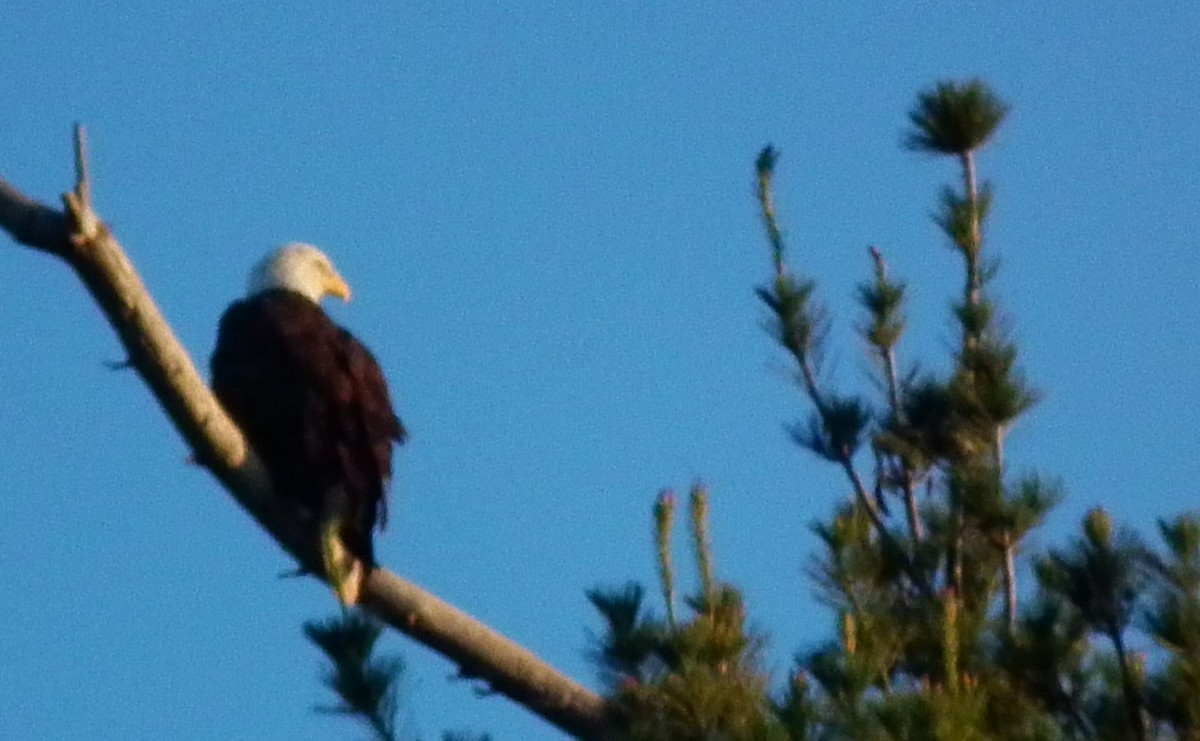 Bald Eagle - ML626876375