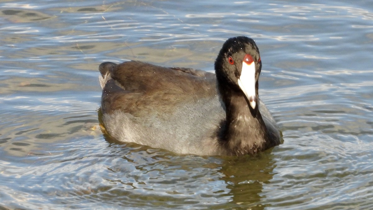 American Coot - ML626876406
