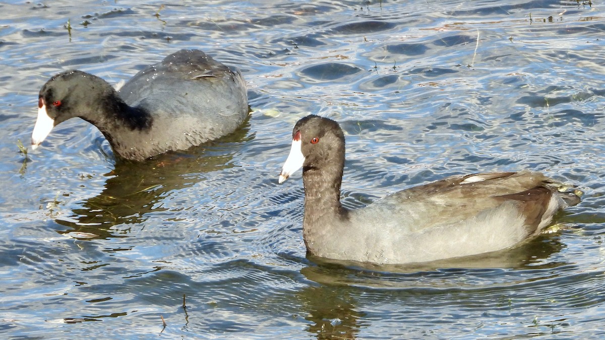 American Coot - ML626876413