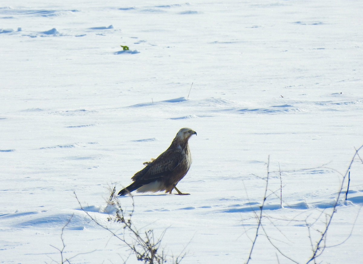 Long-legged Buzzard - ML626876617