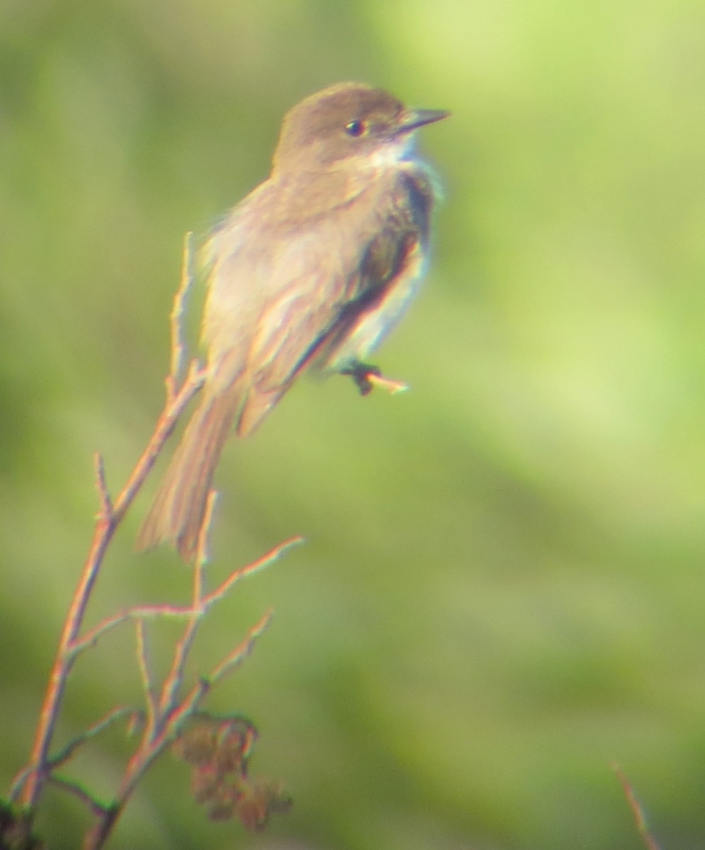 Eastern Phoebe - ML626876817