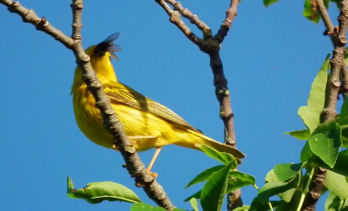 Yellow Warbler - ML626876824