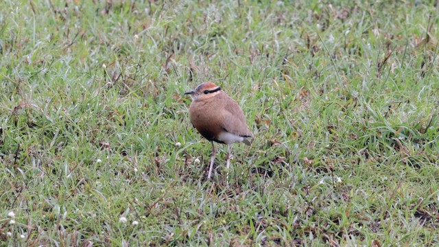 Temminckrennvogel - ML626876867