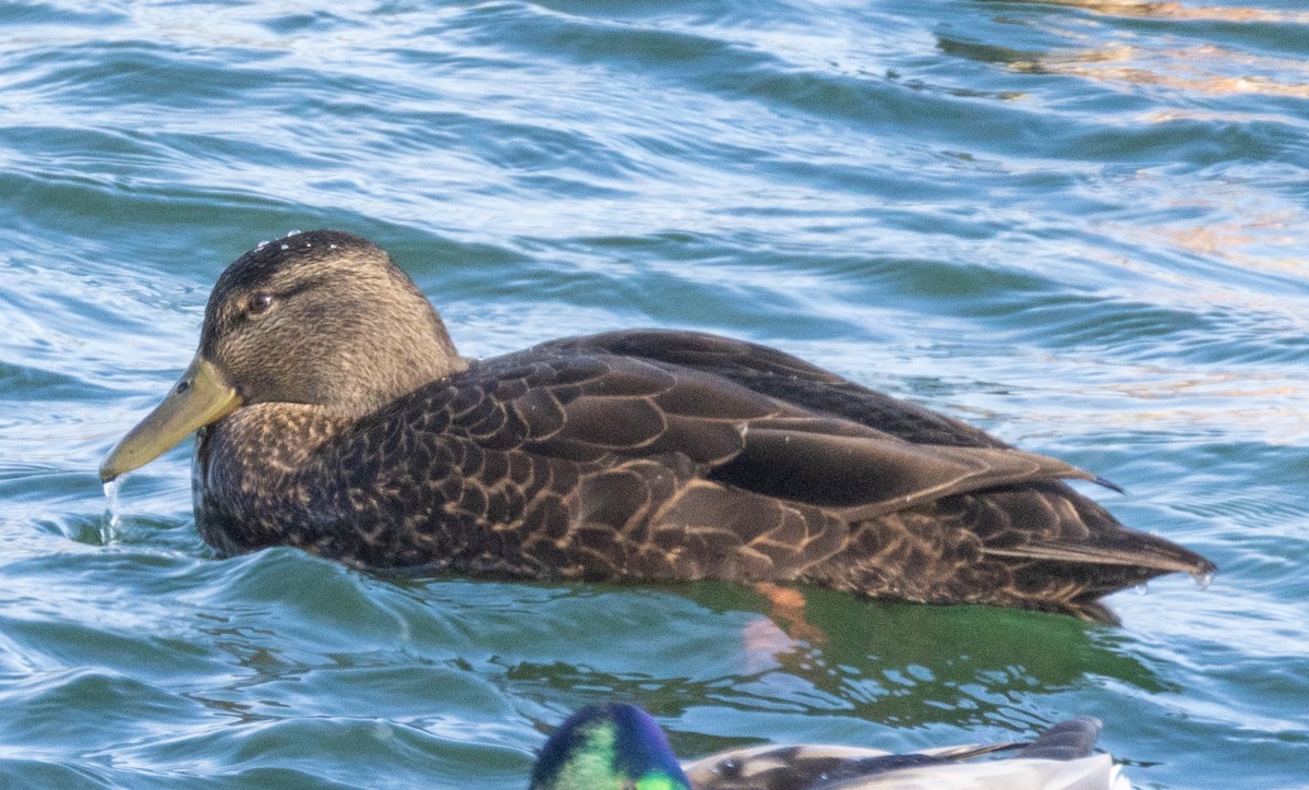 American Black Duck - ML626876872