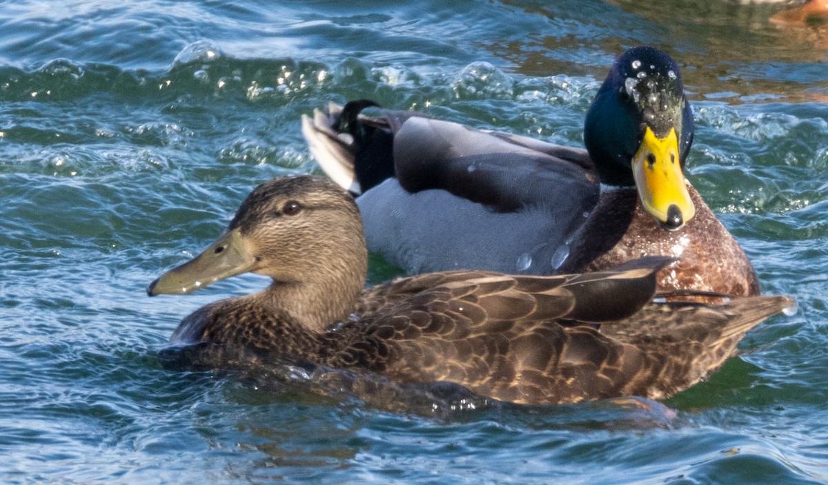 American Black Duck - ML626876875