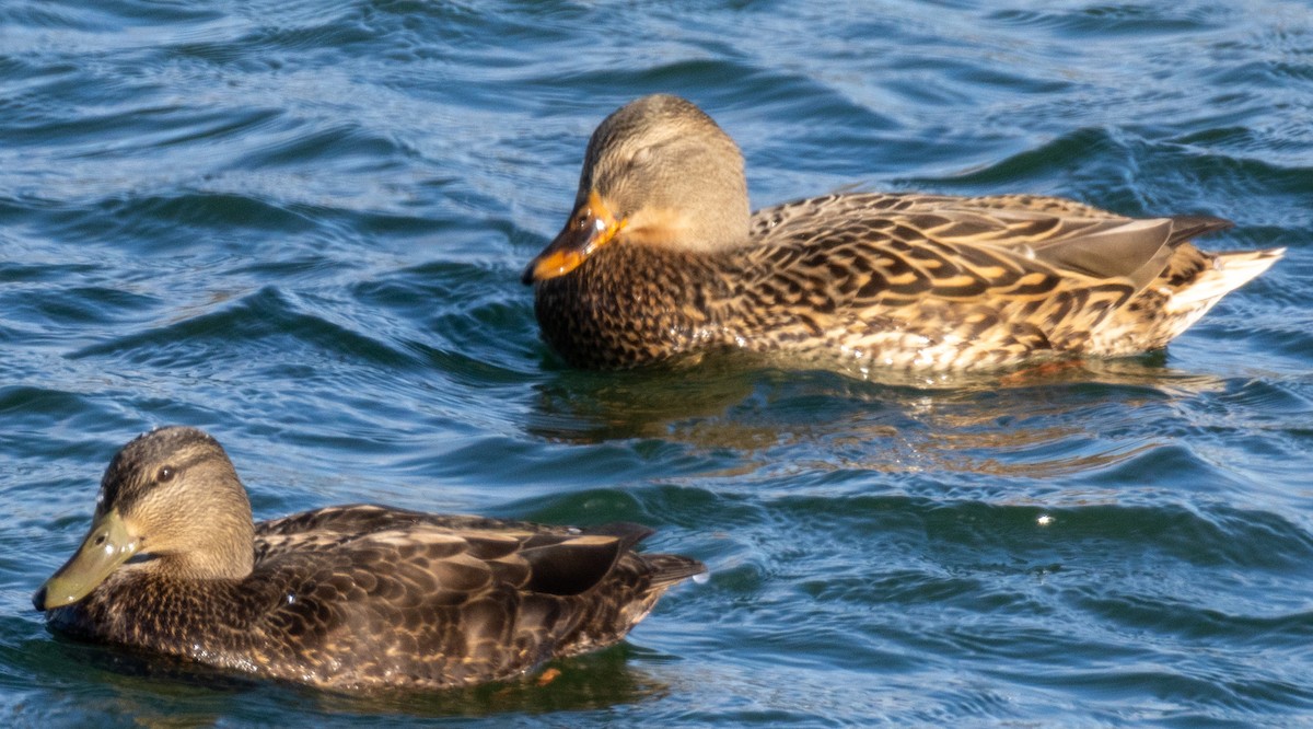 American Black Duck - ML626876893