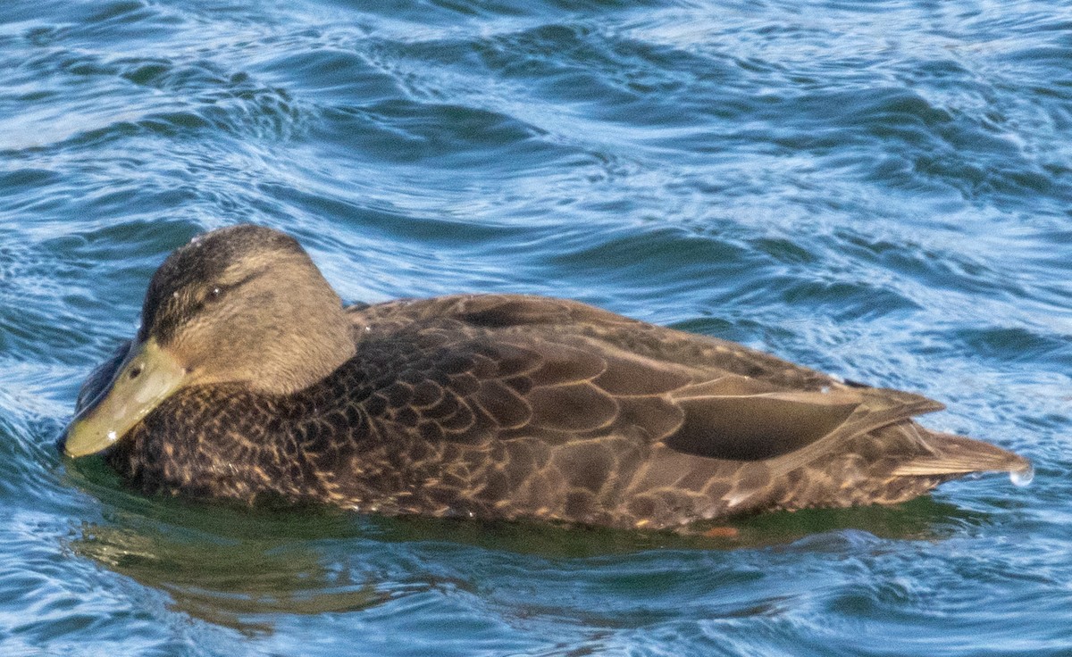 American Black Duck - ML626876901