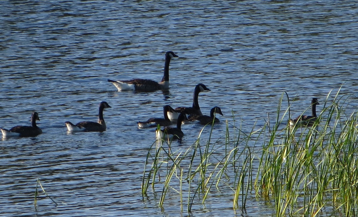 Canada Goose - ML626876913