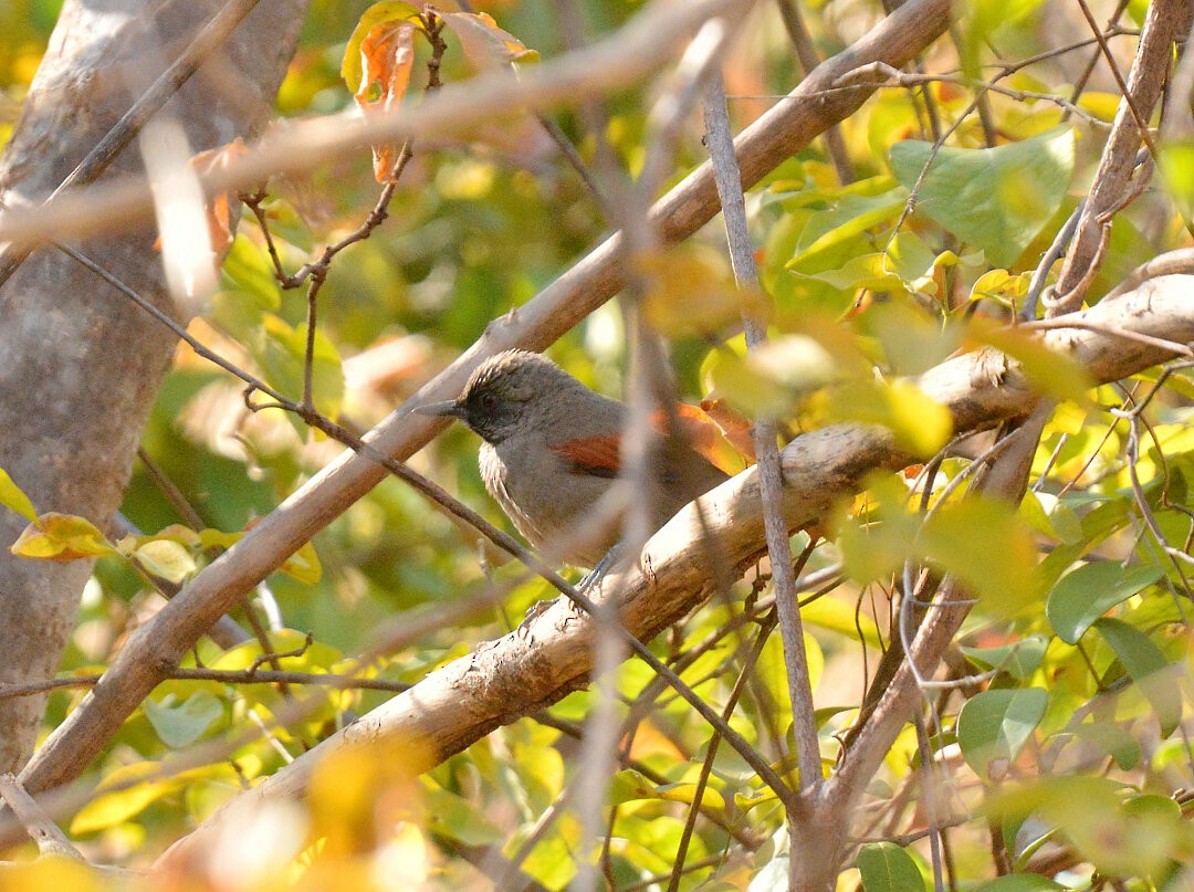 Red-shouldered Spinetail - ML626876914