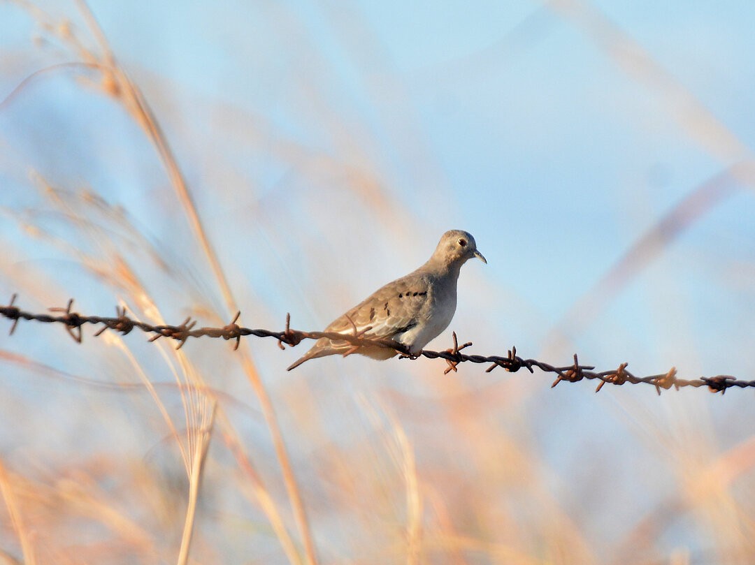 Plain-breasted Ground Dove - ML626877041