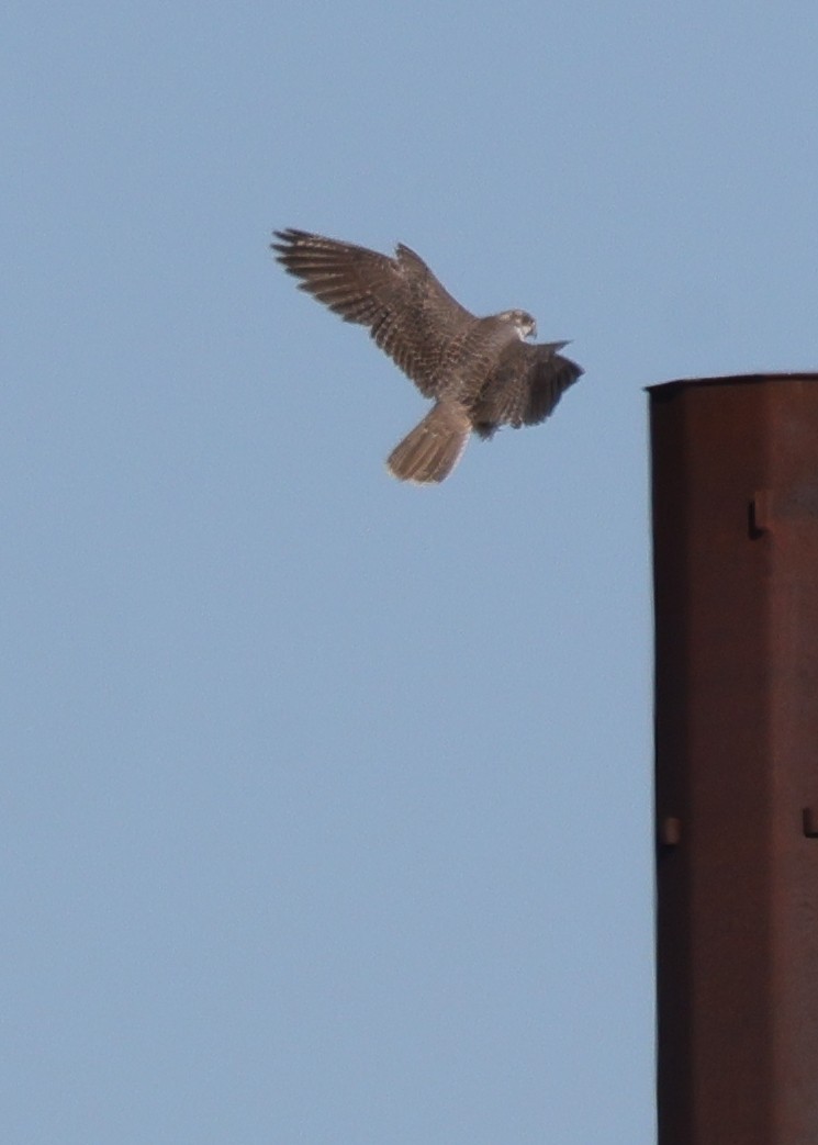 Prairie Falcon - ML626877042