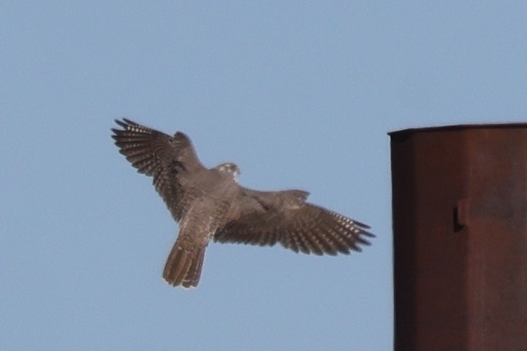 Prairie Falcon - ML626877053