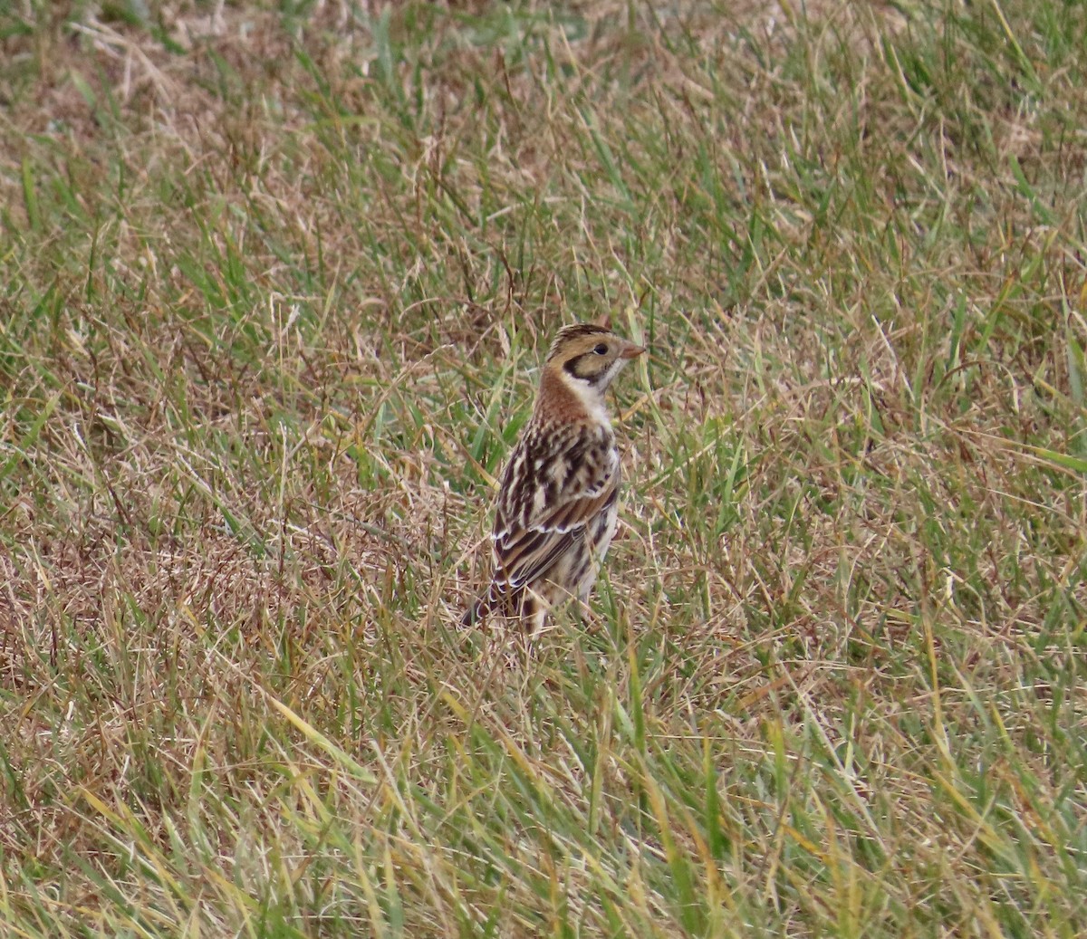 Lapland Longspur - ML626877243